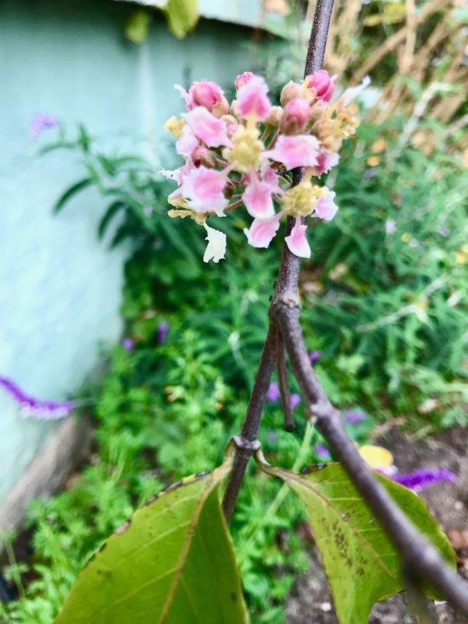 Ayahuasca in bloom