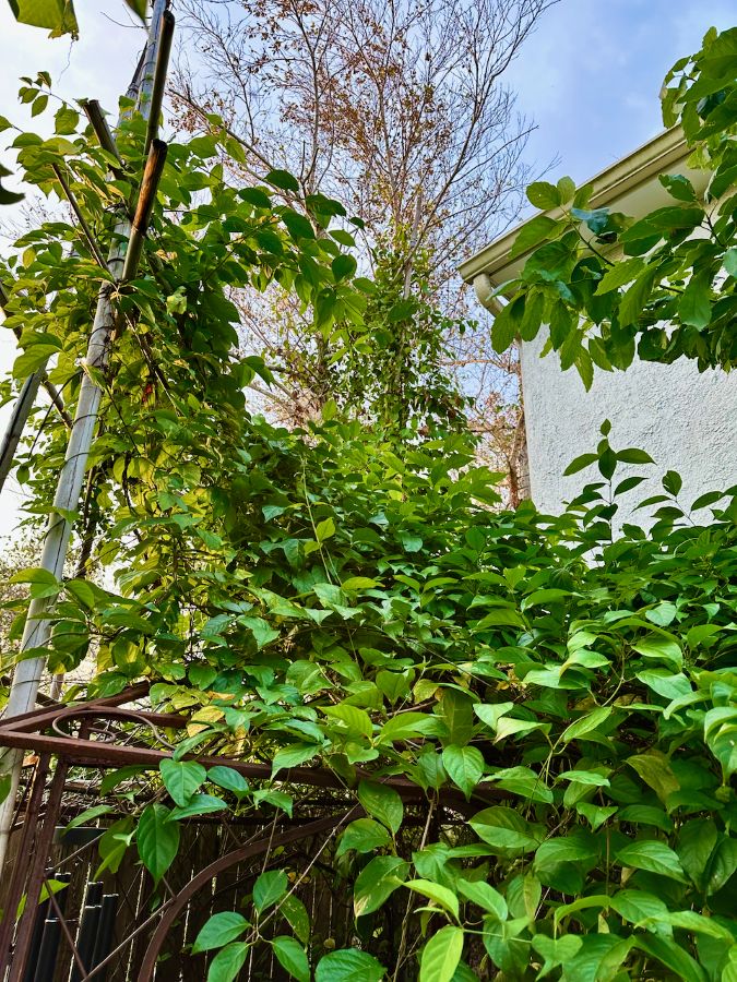 The living vine