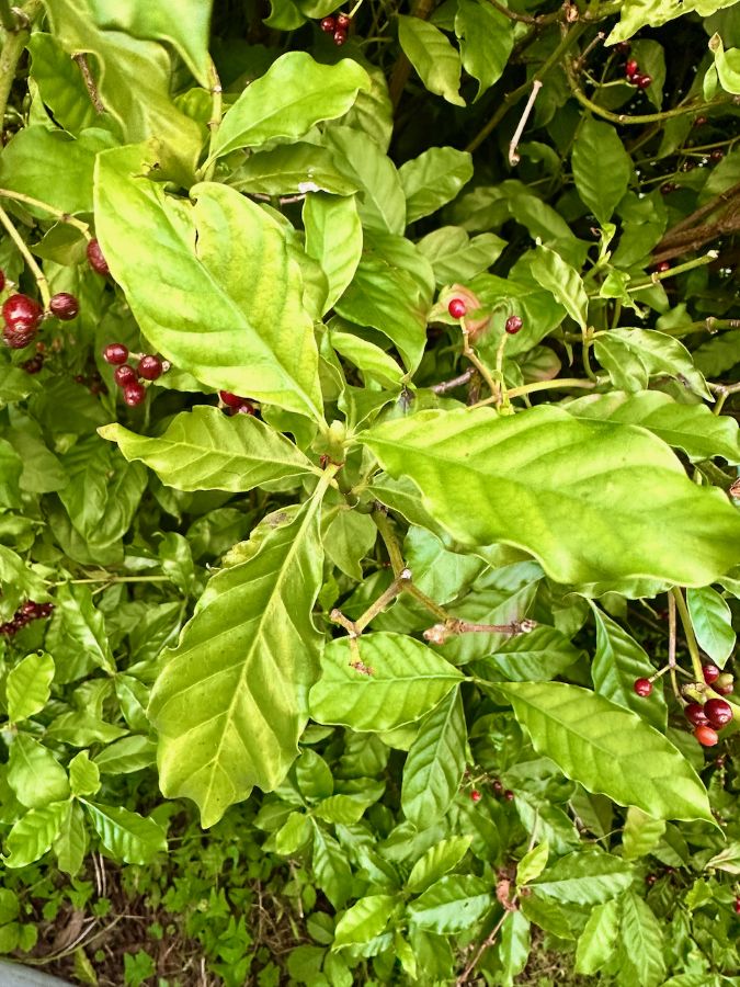Sacred plants of the path
